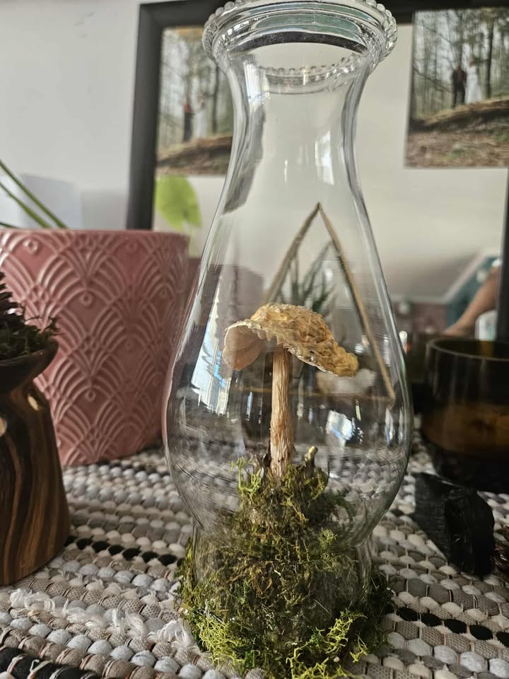 The Lantern of Woodland Whispers