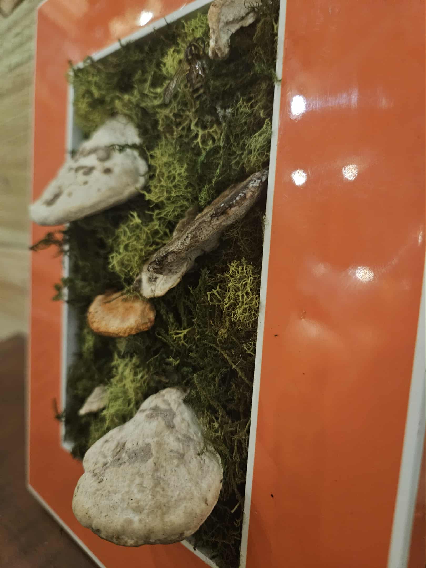 The Forgotten Pollinator