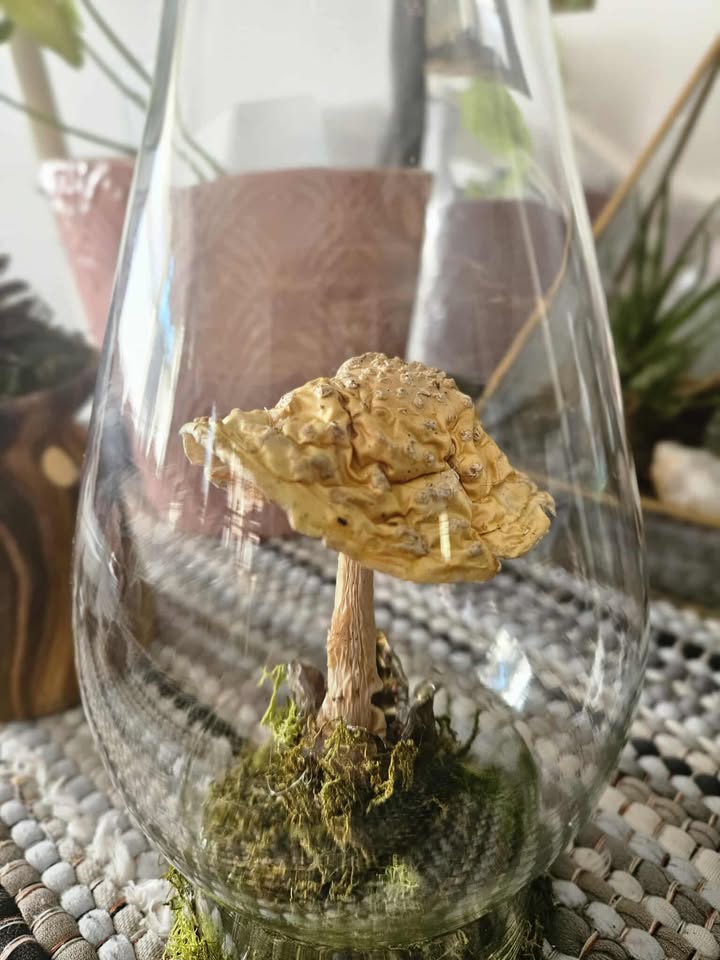 The Lantern of Woodland Whispers