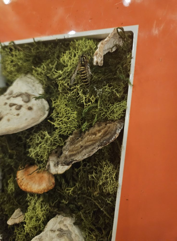 The Forgotten Pollinator