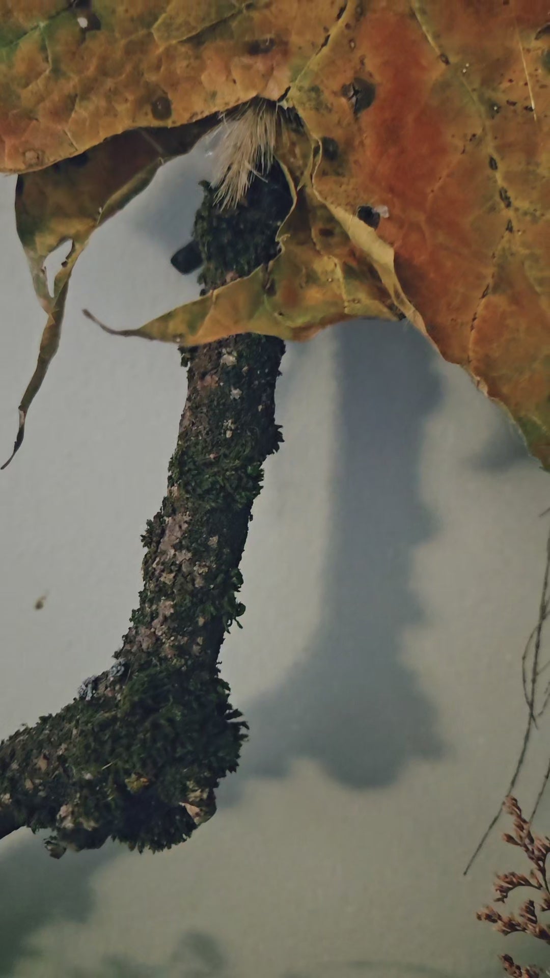 Keeper of Autumn Gate