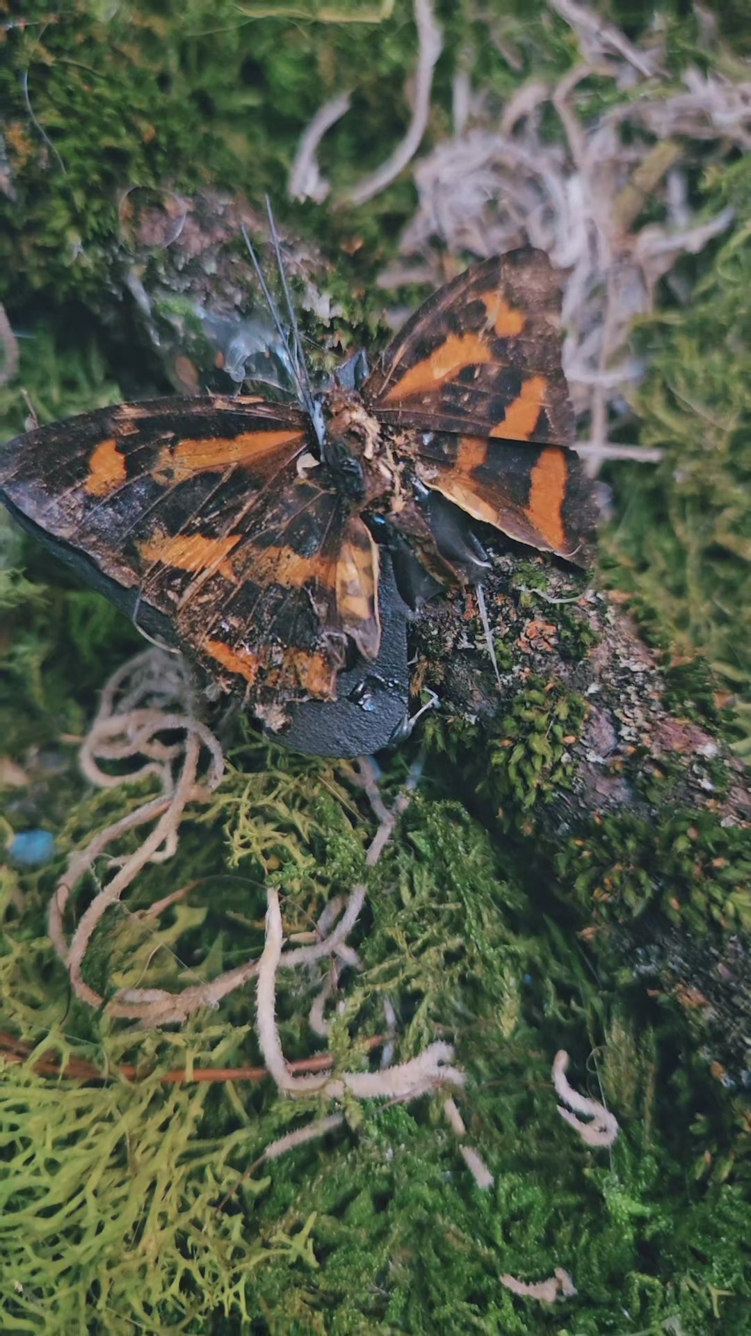 Fae Dreams