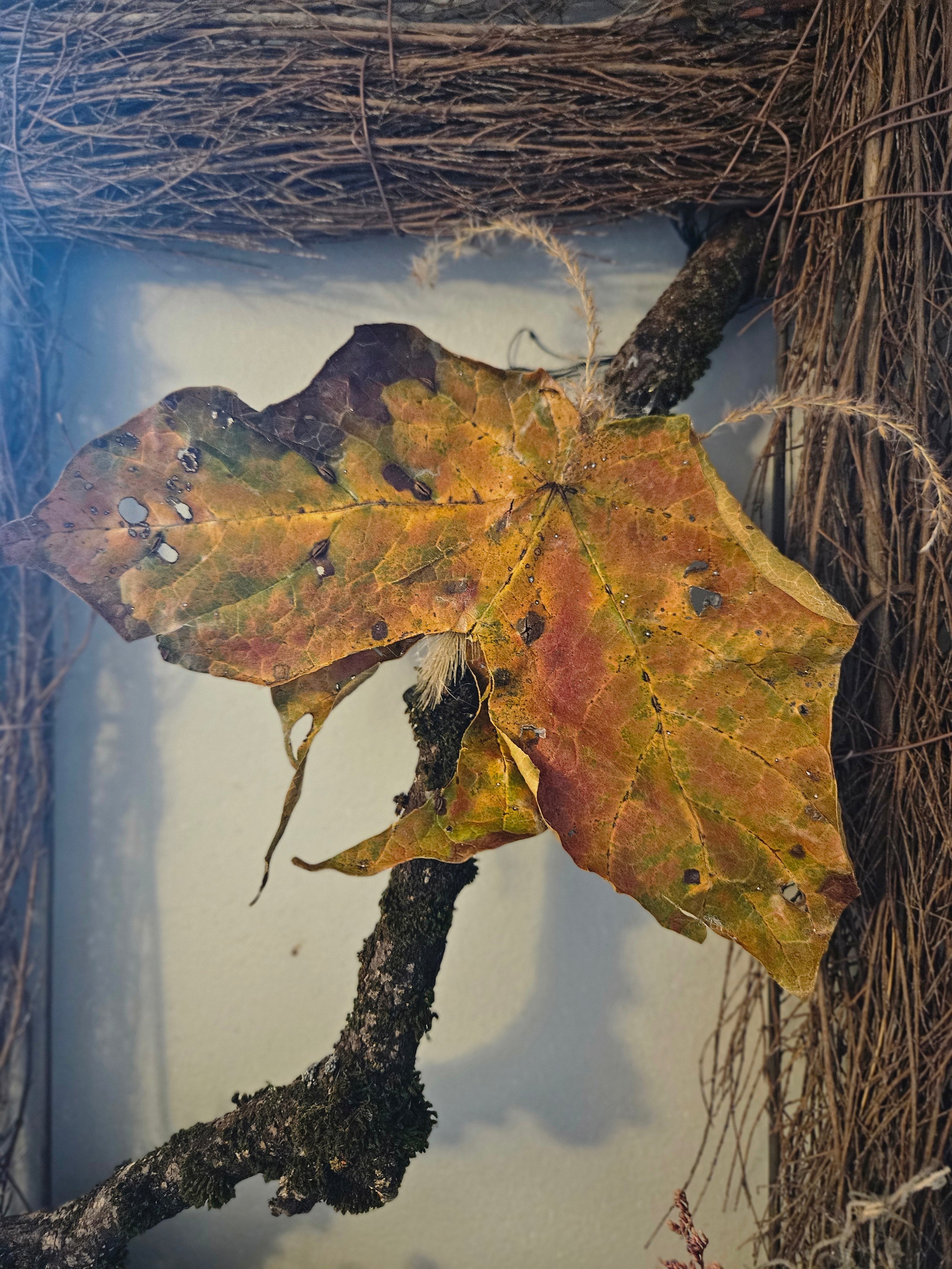 Keeper of Autumn Gate