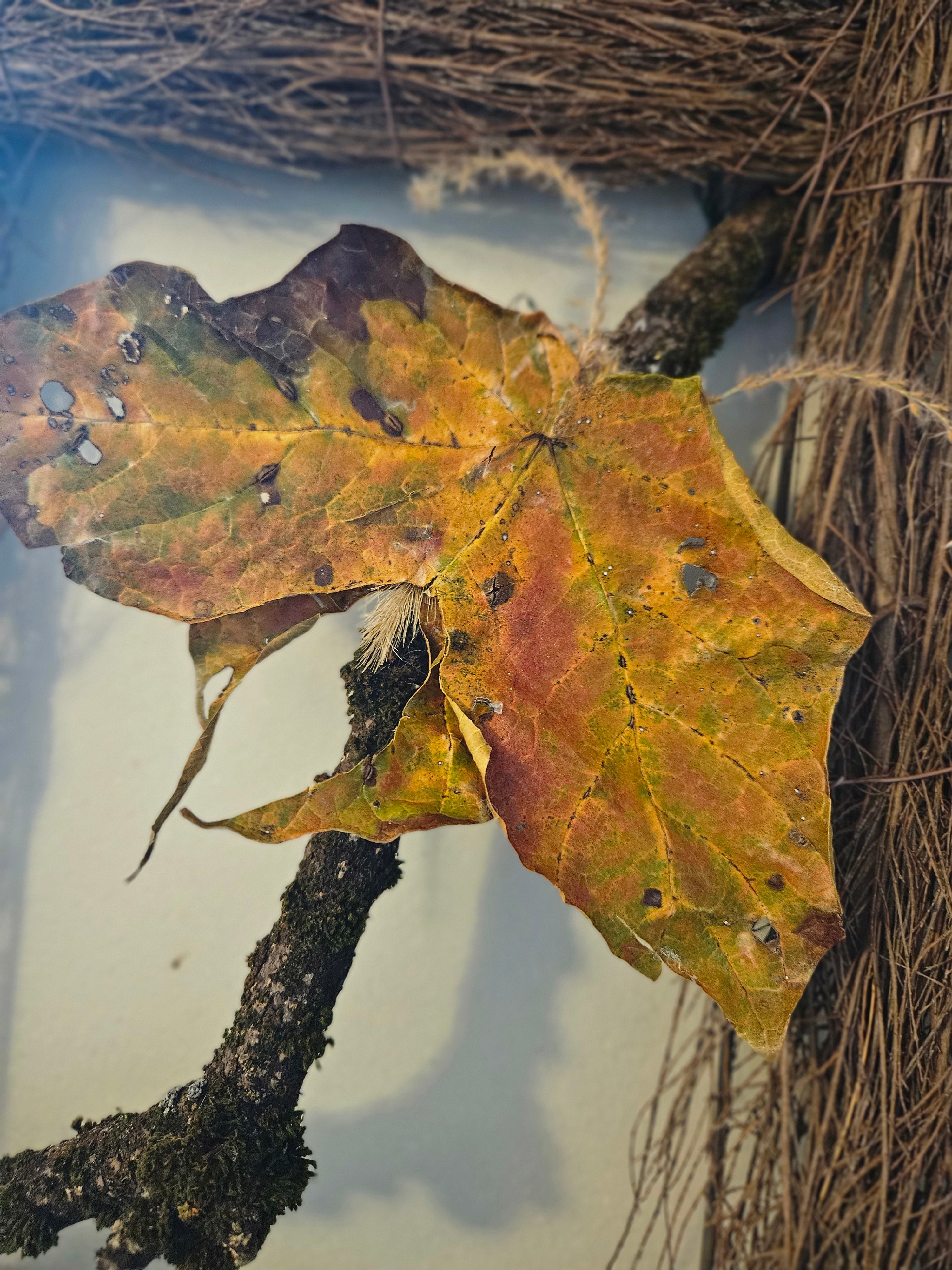 Keeper of Autumn Gate