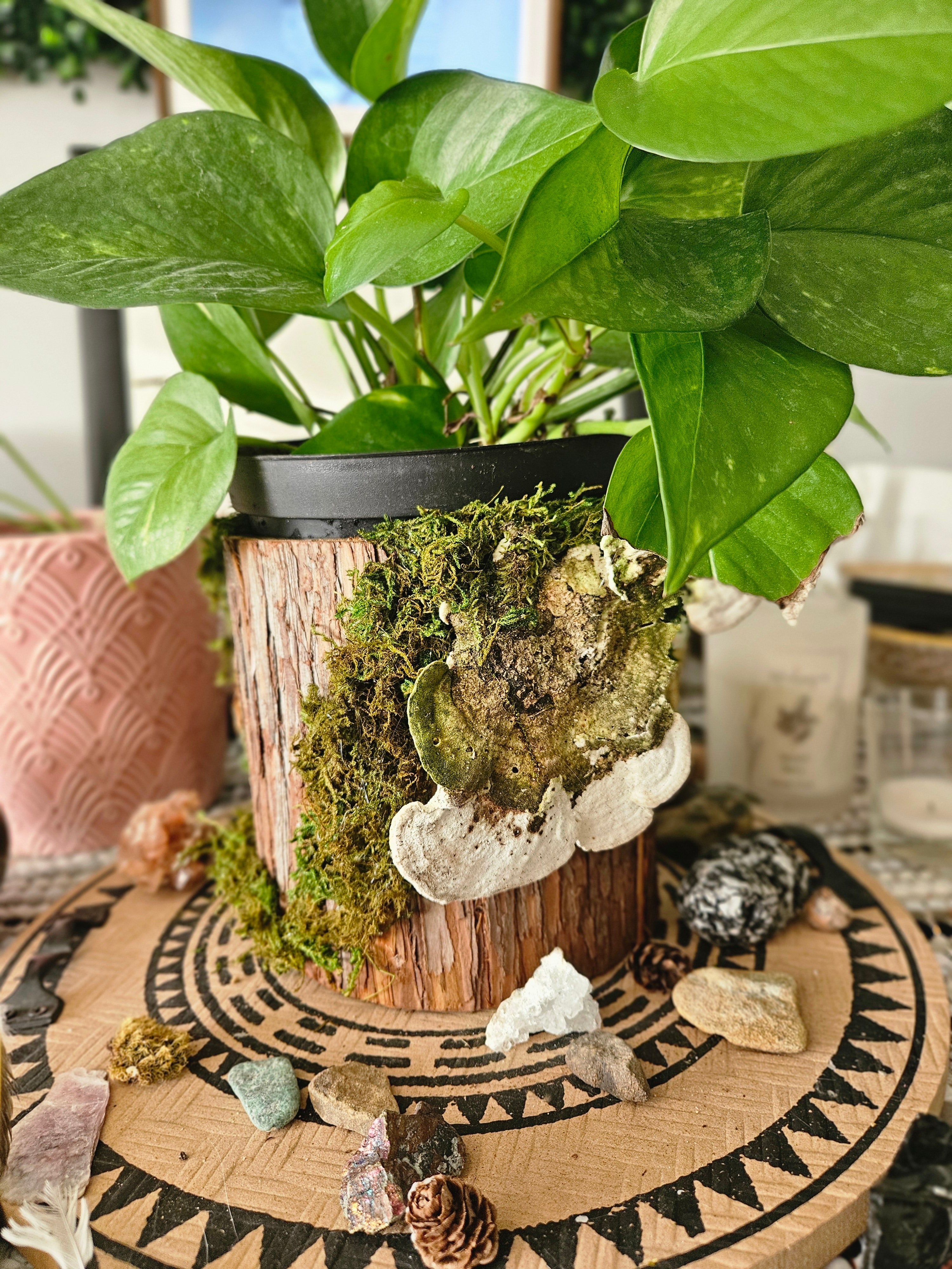 Forest Guardian Planter