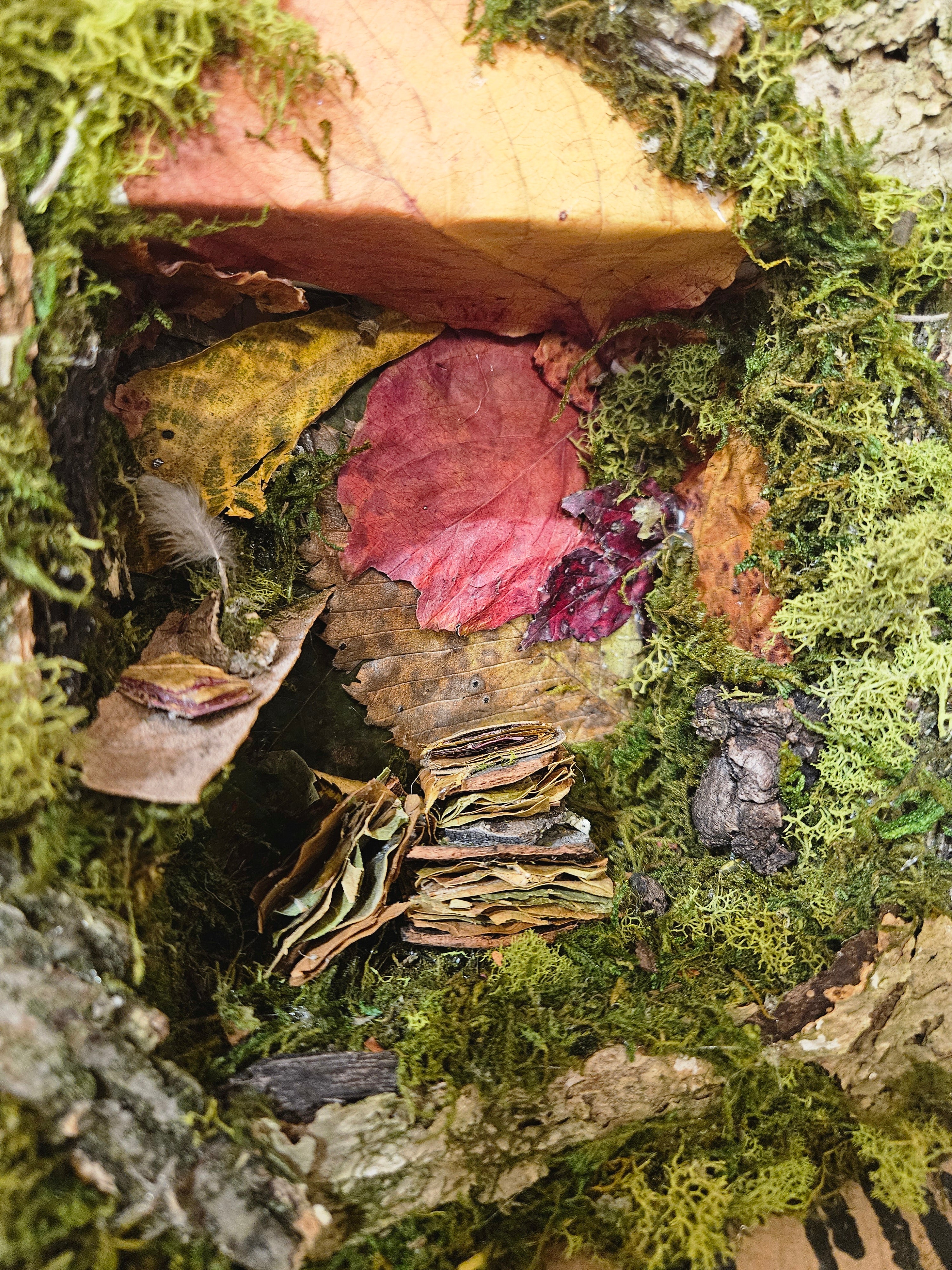 Fairy Scribes Library