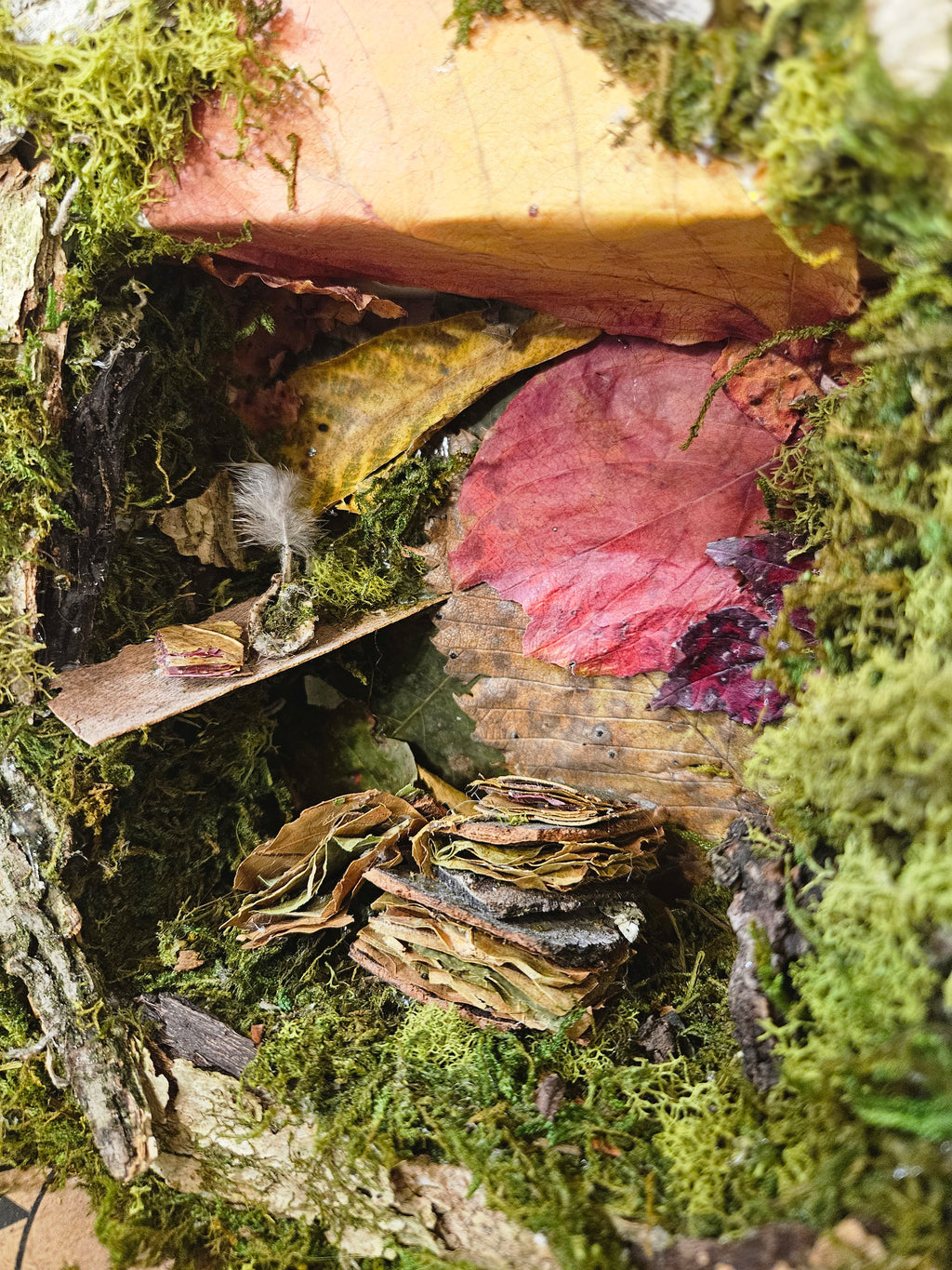 Fairy Scribes Library