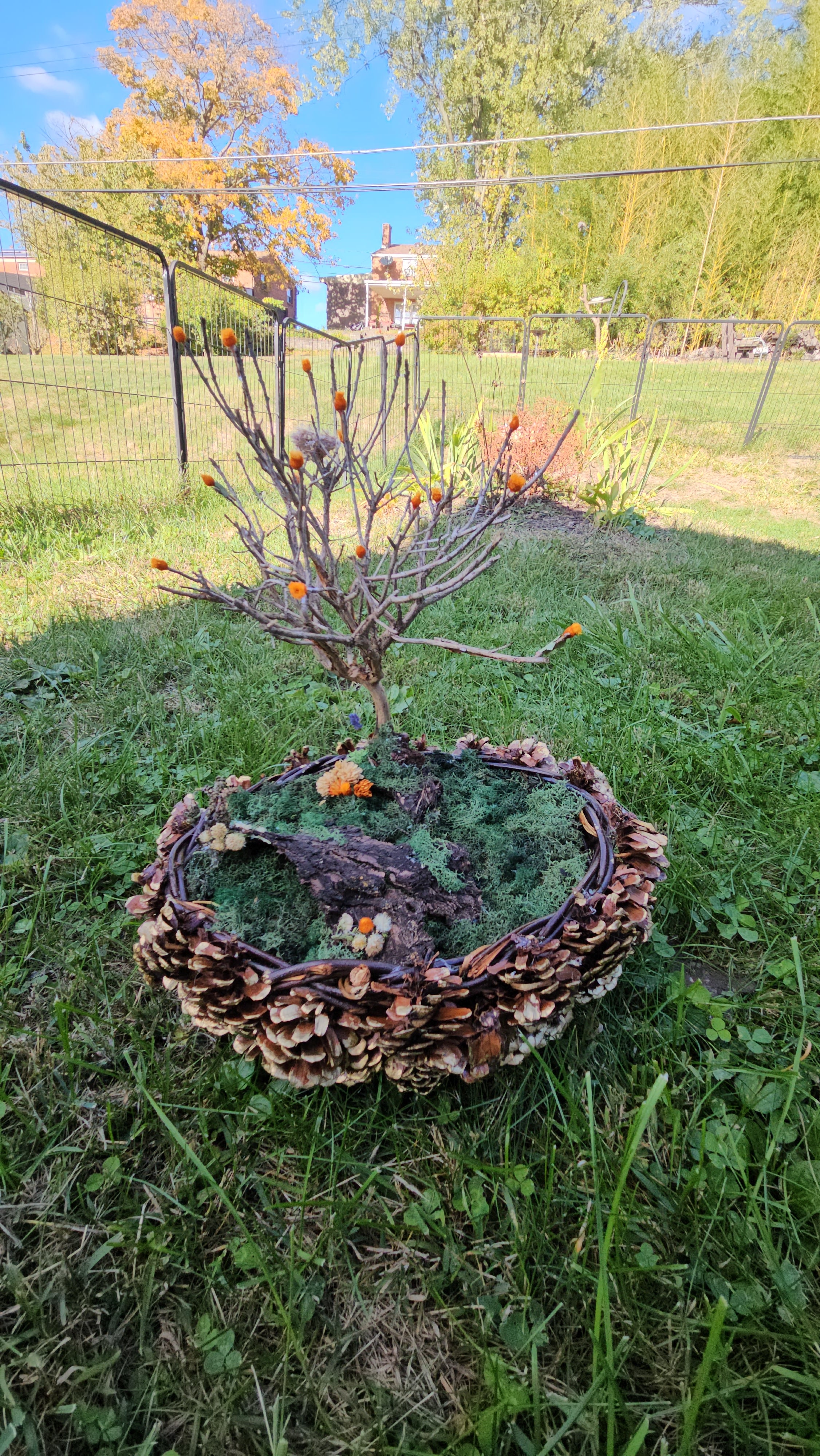 Rooted