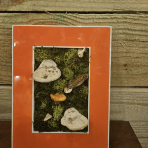 Forgotten Pollinator